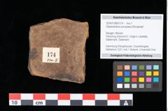 Foto (Objekt + Etikett) von Glyptostrobus europaeus Brongniart (NHMW-GEO-2024-0188-0174)